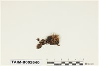 藏品(絲瓜苔屬)的圖片